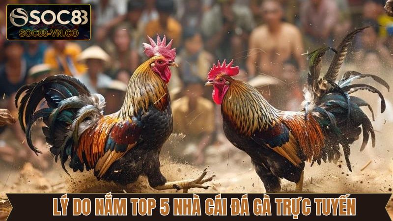Tại sao nên tìm kiếm top 5 nhà cái đá gà trực tuyến